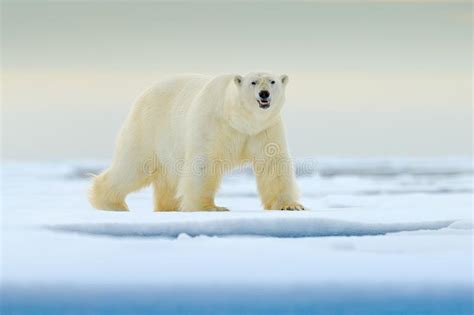 Polar Bear On Drift Ice Edge With Snow A Water In Arctic Svalbard
