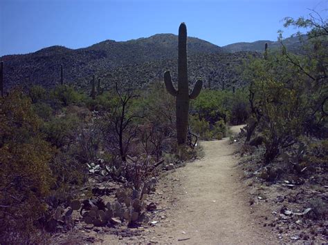 Hikes And Trails At The Park Friends Of Saguaro National Park