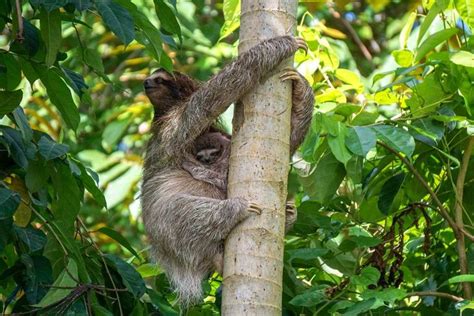 Scuttlebutt lounge utilities, tips and tricks getting the most out of eileen's lounge! Karibikküste Costa Rica: Pura Vida & Faultiere in Puerto ...