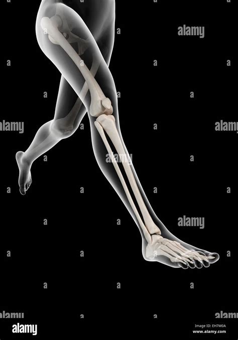 Los Huesos De La Pierna Humana Ilustración Fotografía De Stock Alamy