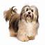 Havachon Dog Breed » Information Pictures & More