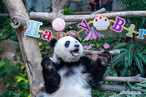 Giant Panda Celebrates Birthday In Malaysia Cn