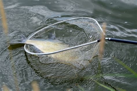 Fish In Net Stock Photo Image Of Fishing Rope Netting 32533694