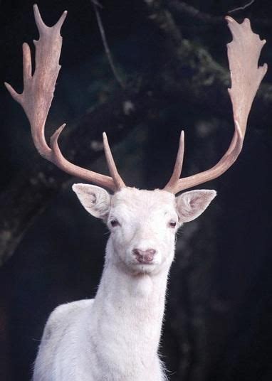 White Buck Amazing Animal Pictures Amazing Animals Animals Beautiful