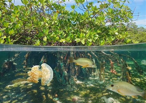 Mangroves Unite For The Sea