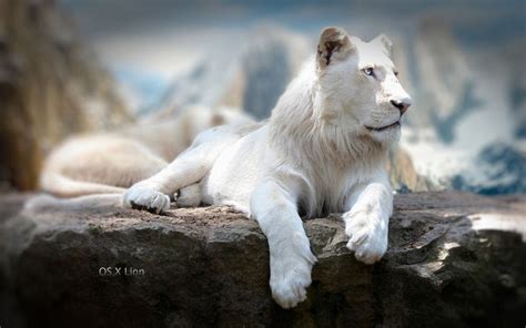 55 New Mac Os X Lion Wallpapers In Hd For Free Download In 2021 Lion