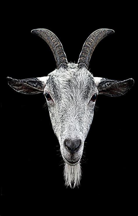 Goat Wallpaper Logo