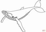 Coloring Whale Blue Pages Printable Drawing sketch template