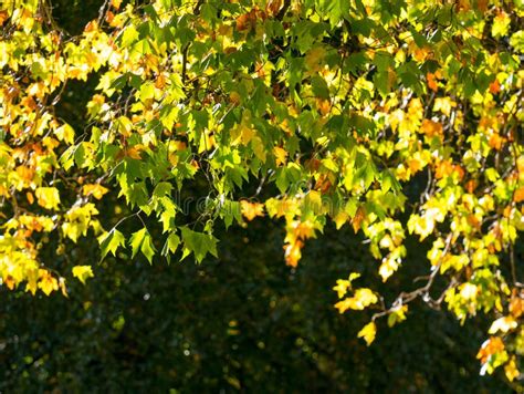 Colorful Green And Yellow Autumn Maple Leaf On A Tree Stock Image Image
