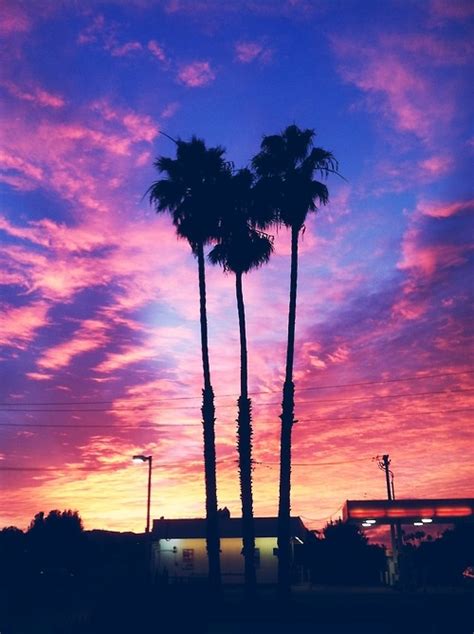 25 Best Images About ♥palm Trees In The Light♥ On Pinterest