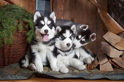 How much does a puppy cost. How Much Does a Siberian Husky Cost? Prices and Expenses
