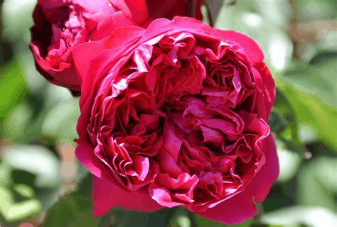 Red Pierre De Ronsard 6ft Weeping Rose Roses Victoria