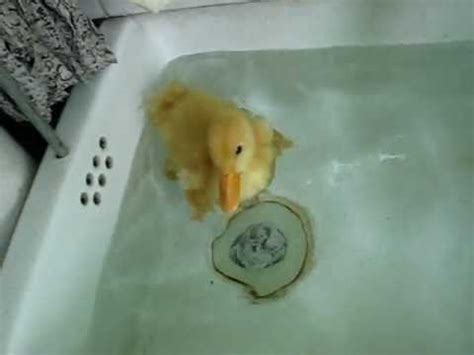 Best adhesive safety appliques for kids or baby. Baby duck taking a bath - YouTube