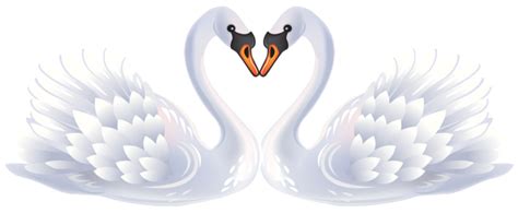 Swan Png