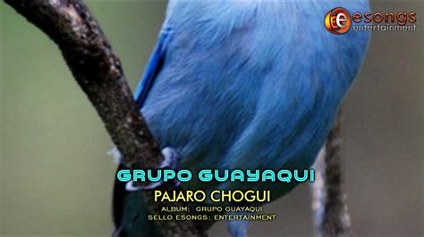 Pajaro Chogui Grupo Guayaqui Youtube