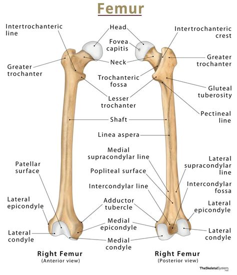 Femur Bone Location