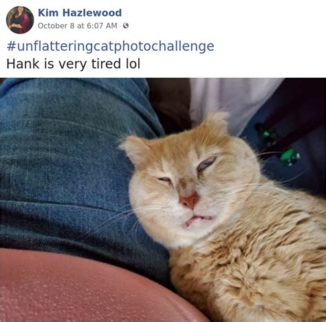 The Unflattering Cat Photo Challenge 15 Hilarious Moments Viral Cats