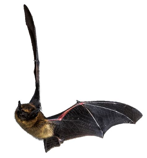 We have personal involvement with customers and we strive to maintain the high business standards.at central pet you. Pet Bats For Sale Canada - Pet's Gallery