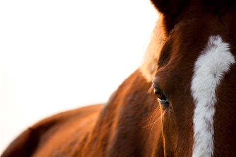 How To Identify Horse Skin Diseases And Conditions