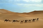 10 Best Sahara Desert Tours & Trips 2023/2024 - TourRadar