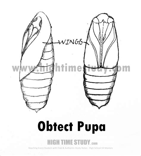 Pupa And Its Types High Time Study