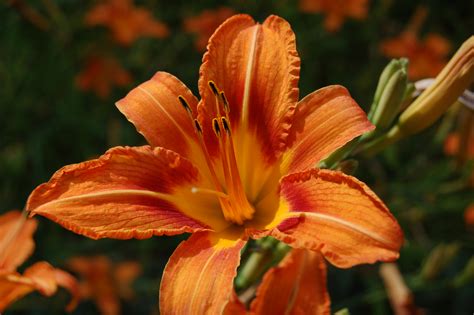 Tiger Lily Wholesale at Patrick Grady blog