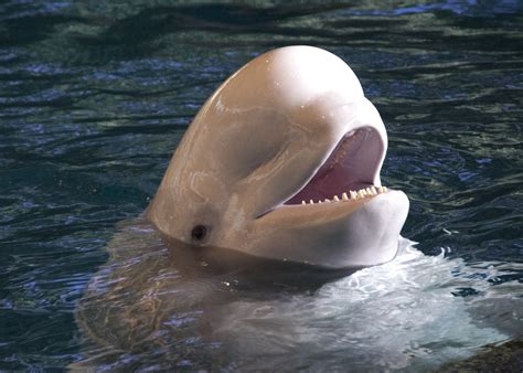 Beluga Whale Shedd Aquarium Chicago Katy Silberger Flickr