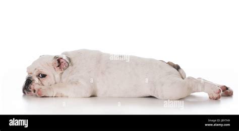 Tired English Bulldog Puppy Laying Down Stretched Out On White