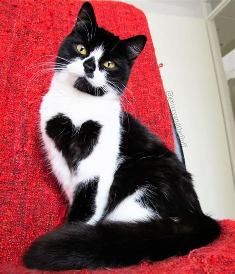 Meet Zoë The Cat Who Literally Wears Her Heart On Her