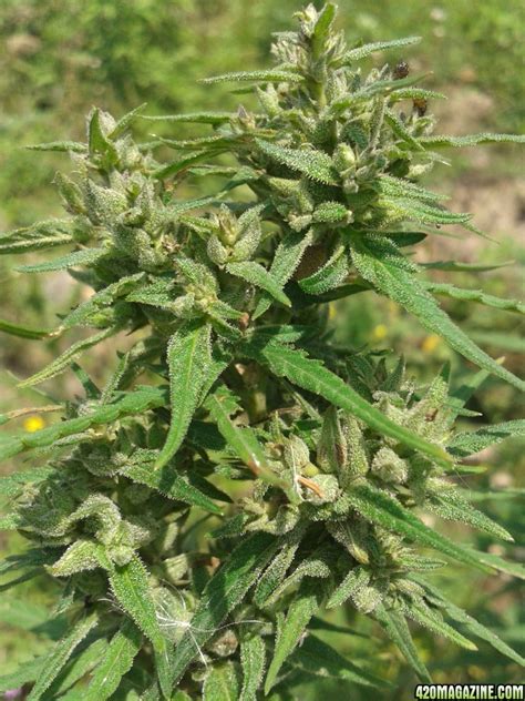 Cannabis Growing Wild In Nepal 420 Magazine