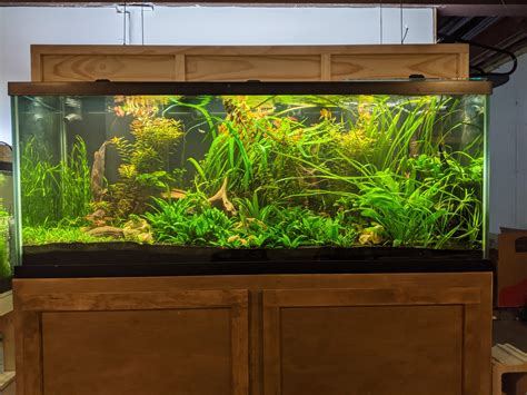The Planted Tank Forum View Single Post New House New Tank 210