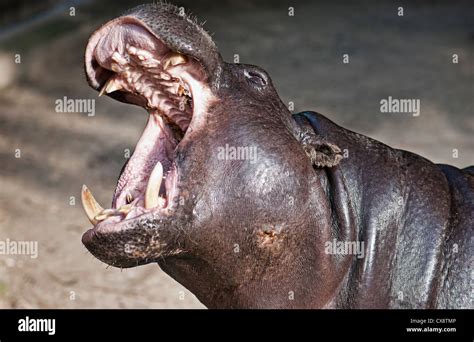 Sympathetic Specimen Of Hippopotamus Pigmy Hexaprotodon Liberiensis