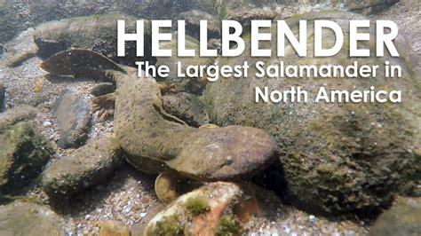 In Search Of The Eastern Hellbender Salamander Youtube