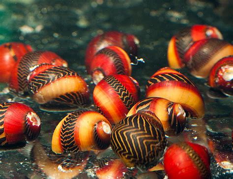 Red Racer Nerite Snail Vittina Waigiensis For Sale At