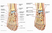 Fußanatomie - Orthoprax