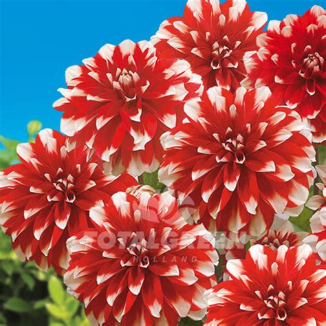 Dahlias Red White Flower Bulb Information Totalgreen Holland
