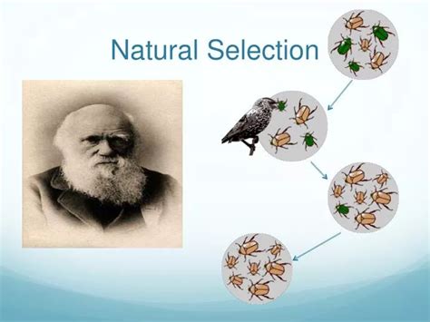 Ppt Natural Selection Powerpoint Presentation Free Download Id2691388