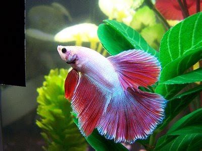Jika sudah menggunakan filter, mengganti air dalam akuarium bisa dilakukan satu minggu sekali. Kisah Aku Dengan Ikan Peliharaan Dalam Akuarium - Part 1 ...
