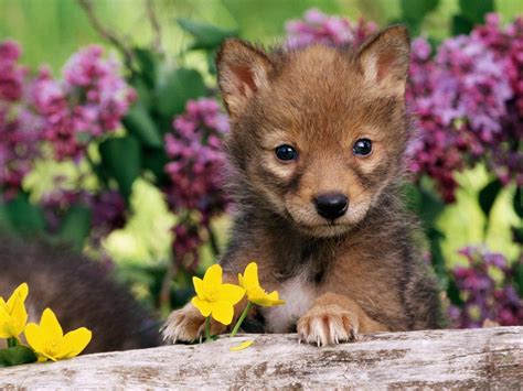 Cute Baby Wolf Wallpapers Photos