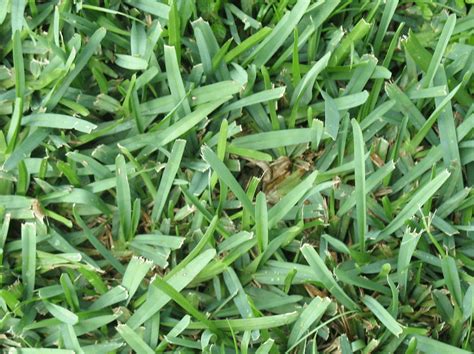 What Is Better Bermuda Or St Augustine Grass The Tilth