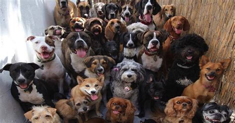 How Many Dog Breeds Are There In The World Knowmydog