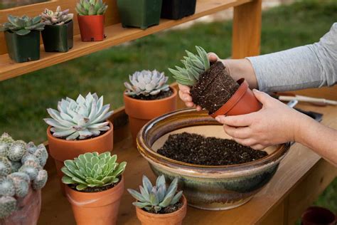 How To Replant Succulents Step By Step Guide Plantly