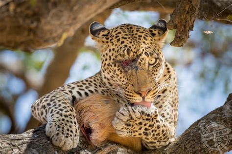 The real lion king gold band by jonathan scott, angela scott (paperback, 2000). This Leopard Has Had Better Days: This Photographer Has ...