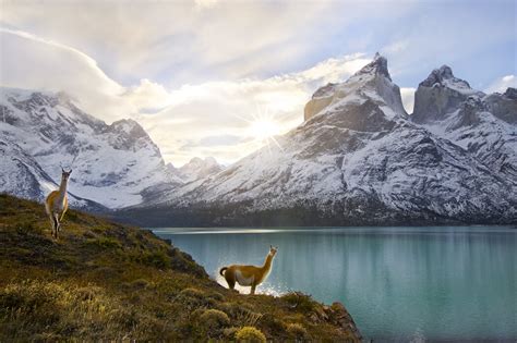 Two Guanacos At Edge Of Lake Torres Del Paine National Park Härlig