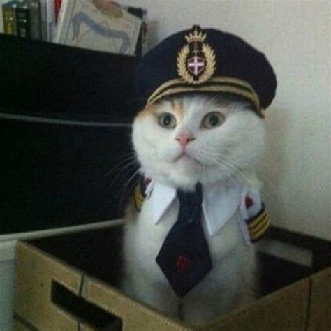 See all captain cat memes. captain cat Blank Template - Imgflip