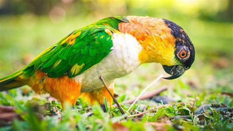 Beautiful Bird Parrot | HD Wallpapers