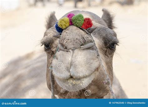 Camellos En El Desierto Thar Durante La Feria Del Camello De Pushkar