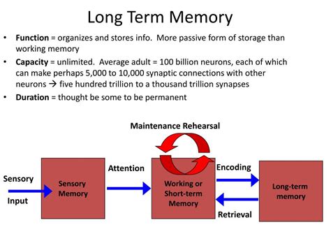 Ppt Long Term Memory Powerpoint Presentation Free Download Id2652340