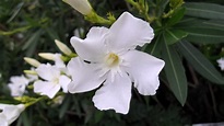 Plant Photography: Nerium oleander White Cultivar Landscape