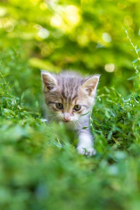 Portrait Of A Kitten In Green Grass Stock Photo Image Of Field